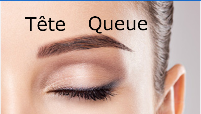 anatomie-sourcil.jpg